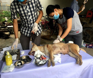 Vụ phá đường dây trộm chó 'khủng': Hỗ trợ chữa trị vết thương cho đàn chó