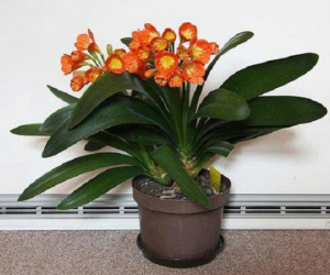 Những người tuổi Thìn hợp cây gì để đem lại nhiều tài lộc, may mắn?