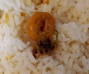 Đặt cơm mực xào online và cái kết khi nhận được hàng khiến cô gái cười không được, khóc cũng chẳng xong