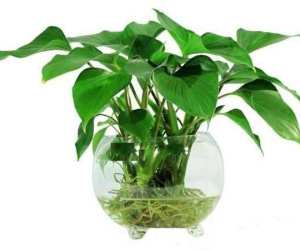 Người mệnh Thủy hợp cây gì, đặt cây gì để tiền vào đầy túi?