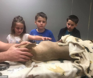 Chó pitbull hi sinh thân mình đỡ 4 nhát rắn độc cắn để bảo vệ các con của chủ nhân