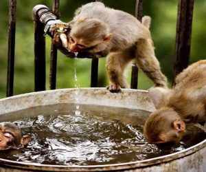Khám phá món ăn được cho là kinh dị và tàn bạo nhất Trung Quốc
