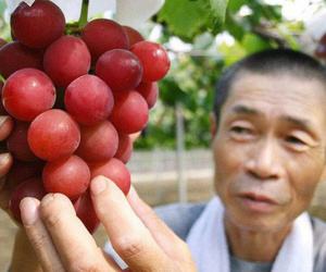 Đây là giống nho đắt nhất thế giới: Ăn một chùm hết 250 triệu, ăn một quả chỉ tốn 8,5 triệu