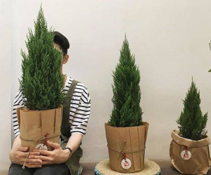 Mệnh Mộc hợp cây gì rước lộc vào nhà?