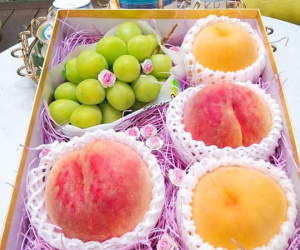 Đào tiên Nhật Bản có giá gần 1 triệu/cặp hút giới nhà giàu Việt