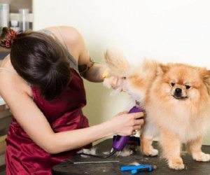 Cắt lông chó - nghề siêu hot lọt top 10 công việc có lương cao nhất ở Việt Nam, kiếm hơn 18 triệu đồng/tháng nhàn như chơi, liệu sự thật như thế nào?