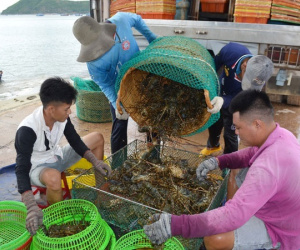 Trung Quốc đóng lối nhỏ, tôm cá rớt giá, dân Việt khóc ròng