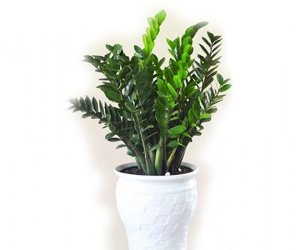 Mệnh Hỏa nên trồng 6 loại cây này để vượng vận, phát tài