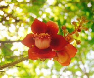 5 loại cây trồng ban công giúp chiêu tài, vượng vận nhà nào cũng nên đặt