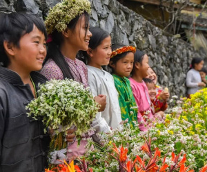 Hoa tam giác mạch nở rộ trên lối vào 'nhà của Pao'