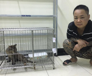 Khởi tố giang hồ Dũng 'bóng nhựa' vì nuôi nhốt beo lửa