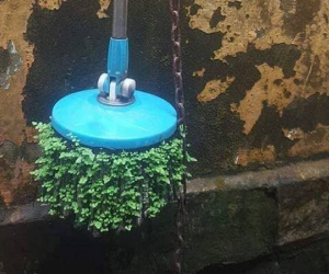 Thêm một ca ở bẩn khiến dân mạng câm nín: Cây lau nhà 3 năm không dùng mọc hẳn cả rừng cây xanh mướt