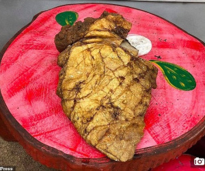 Bãi nôn quý hiếm, giá gần chục tỷ đồng