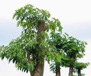 Hàng hoa sữa chuyển từ hồ Tây lên bãi rác Nam Sơn thay đổi khác lạ