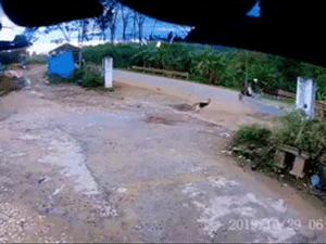 Video: Màn 'đụng độ' với 4 chú chó khiến dân mạng vừa thương vừa buồn cười
