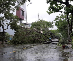 Video: Mưa gió ào ào, cây bật gốc ngổn ngang ở Đà Nẵng