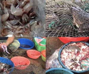 Rợn người với hình ảnh ếch Trung Quốc 'ngập' sán bán ở chợ dân sinh: Khuyến cáo từ chuyên gia khi chế biến và ăn thịt ếch