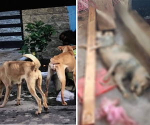 Cô gái trẻ đẹp núp bóng cứu hộ động vật để kêu gọi quyên góp rồi bỏ mặc nhiều chú chó chết trong căn nhà đầy chất thải