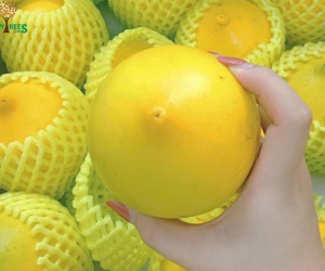 Bí mật chưa từng biết về vú sữa hoàng kim 1 triệu đồng/kg