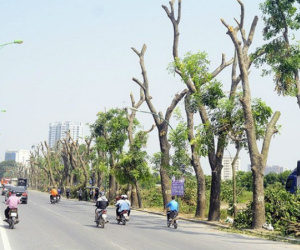 Di chuyển, chặt hạ 85 cây xanh thi công đường vành đai 2