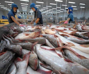 Xuất khẩu cá tra: Tự tin chinh phục thị trường khó