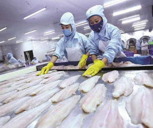 Mỹ chính thức công nhận chuẩn ATTP của cá tra Việt Nam