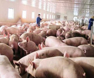 Giá lợn hơi đạt mốc 80.000 đồng/kg