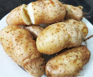 Loại củ trông xù xì xấu mã nhưng càng ăn càng đốt mỡ bụng cực tốt vào mùa lạnh và còn là thuốc quý trong Đông y