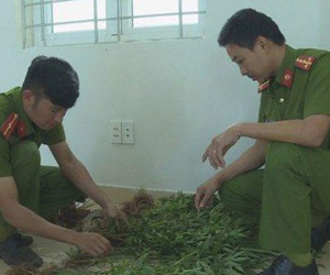 Đắk Lắk: Phát hiện hàng trăm cây cần sa trồng trong rẫy cà phê