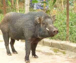 Mỹ: Một phụ nữ bị đàn lợn rừng tấn công tử vong