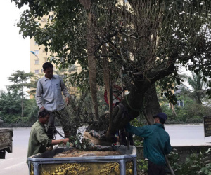 Khách đặt gần hết quất cảnh chơi Tết trước 2 tháng, chủ vườn nói bày ra phố cho vui