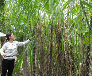 Kon Tum: Nữ trưởng thôn cùng 4 hộ dân viết đơn xin rút khỏi hộ nghèo