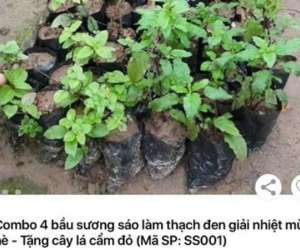 Đăng bán hình cây xanh tốt, Sendo giao cho khách…đống cỏ khô!