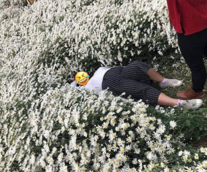 Lại thêm một câu chuyện gây tranh cãi mùa cúc họa mi: Cô gái vô tư nằm tạo dáng ngay trên luống hoa, người chê kém duyên, kẻ lại bênh vực giải thích
