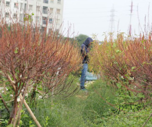Hà Nội: Người dân 'khóc ròng' vì hàng nghìn gốc đào chết khô khi Tết sắp về
