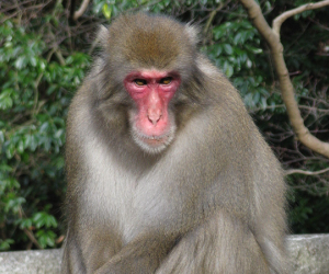 Tại sao không được nhìn chăm chú vào mắt khỉ macaca?