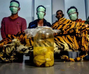 Indonesia bắt giữ 5 người tàng trữ bào thai hổ