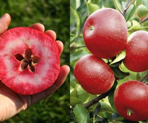 Chị em phấn khích với giống táo vỏ đỏ, ruột cũng đỏ mà lại không phải là quả biến đổi gen