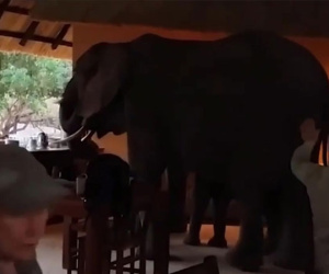 Video: Voi lao vào khách sạn cướp bữa sáng của khách