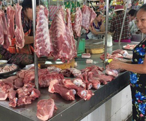 Giá heo leo thang từng ngày, miền Bắc tiệm cận 100.000 đồng/kg