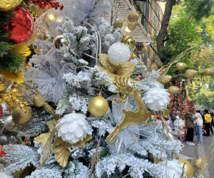 Phù phép bạch thông hàng Tàu chơi Noel, 'hét' giá 20 triệu đồng vẫn gây 'sốt'