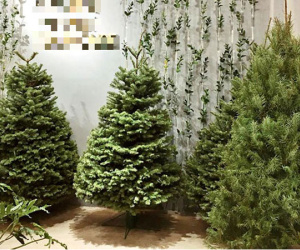 Dân Việt mạnh tay chi hàng chục triệu đồng mua thông thật về trưng Noel vài ngày rồi lại vứt thùng rác