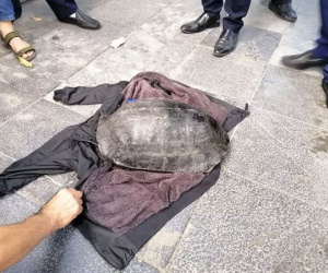 Bắt 'cụ' rùa nặng hơn 10kg ở hồ Hoàn Kiếm