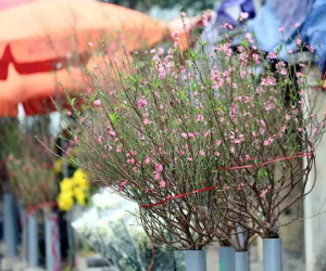 Đào Tết bất ngờ xuống phố, người Hà Nội 'ngơ ngác', thích thú