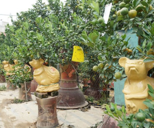 'Chuột vàng cõng quất bonsai' hút khách, hốt bạc mùa Tết