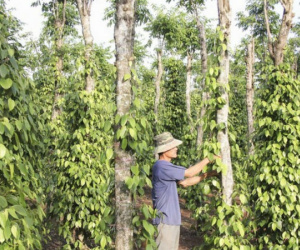Làm gì để ngành hồ tiêu bứt phá?