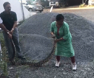 Video: Người phụ nữ 60 tuổi tay không tóm gọn trăn 'khủng'