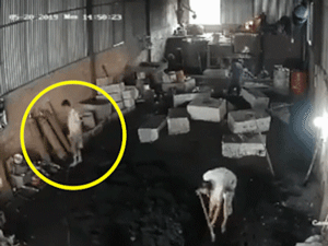 Video: Người đàn ông đi chân đất bị điện giật cứng người