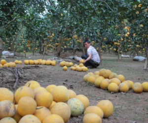 Sát Tết, dân trồng bưởi trắng đêm chống trộm