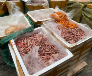 Hà Nội: Hàng tấn lưỡi vịt, nầm lợn, lườn ngỗng bốc mùi nhập từ Trung Quốc tại siêu thị MM Mega Market bị bắt giữ